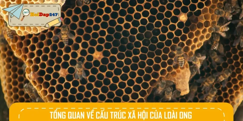 Xã hội loài ong được coi là một tổ chức chặt chẽ và rõ ràng