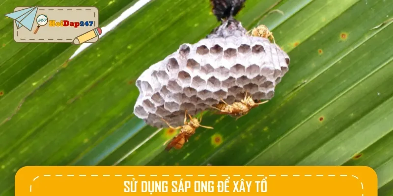 Tập tính làm tổ của ong sẽ sử dụng sáp để tiến hành xây