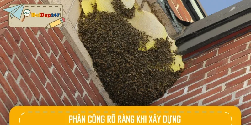 Theo tập tính làm tổ của ong, chúng sẽ phân công rõ ràng khi xây tổ