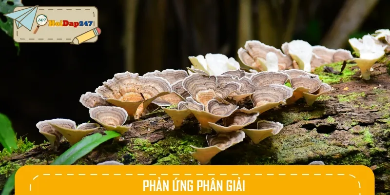 Phản ứng phân giải là việc một chất bị phân tách hai hoặc nhiều chất mới